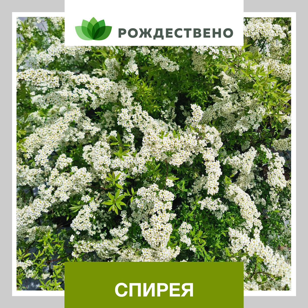 Фото Елизавета Васильева