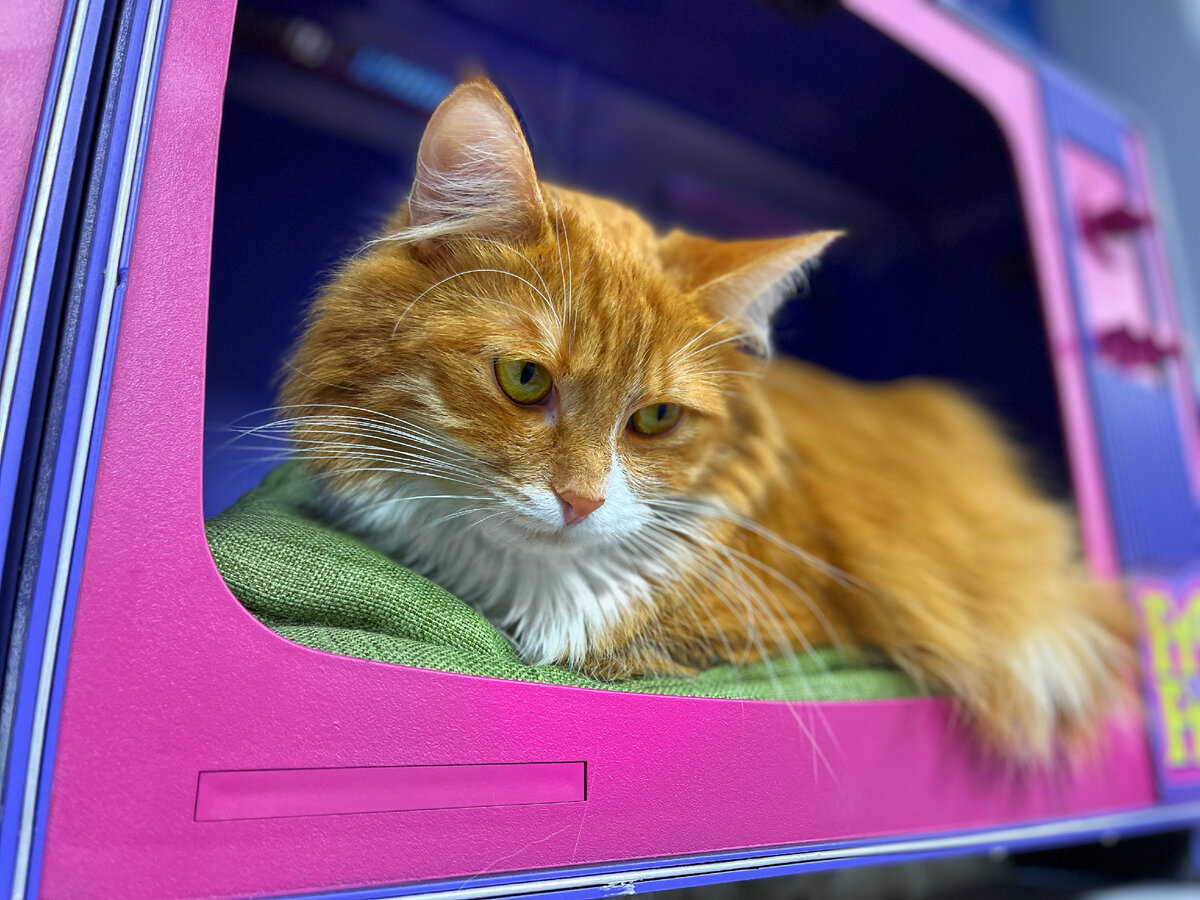 Котик из FrrFrr House 