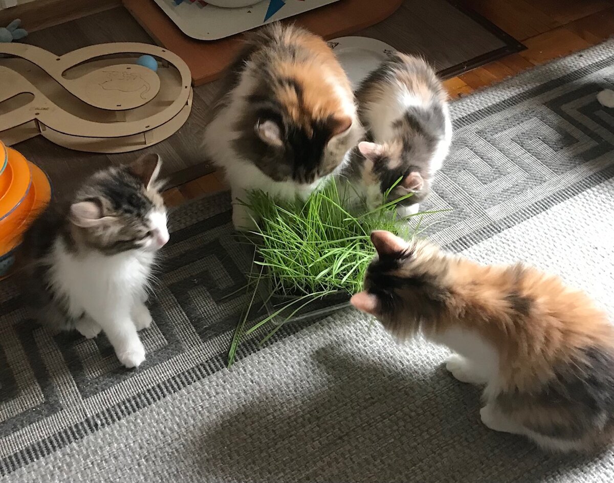 Курильчата любят пророщенный овёс)