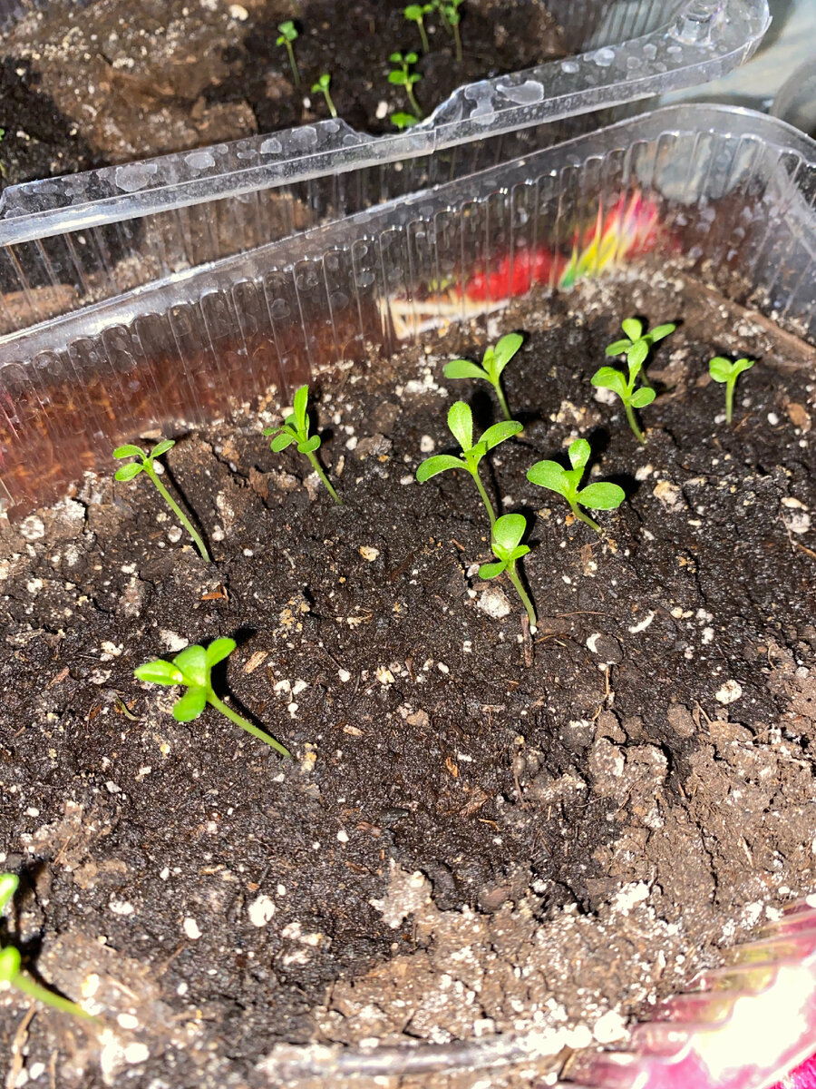 Взошедшие семена 