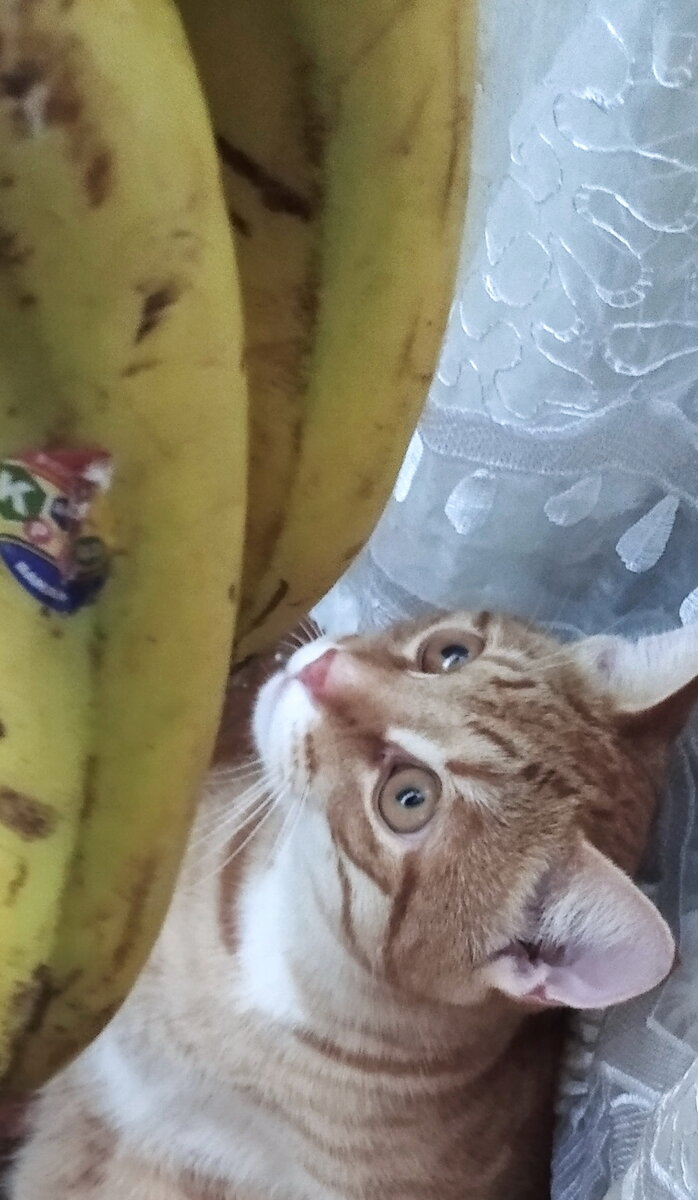 личное   фото.