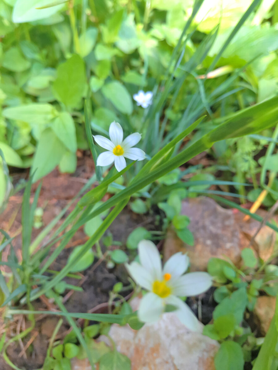 Сисюринхий узколистый Альбум