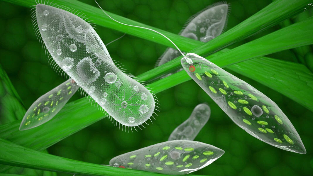 Красавица-амёбка. Безобидная.