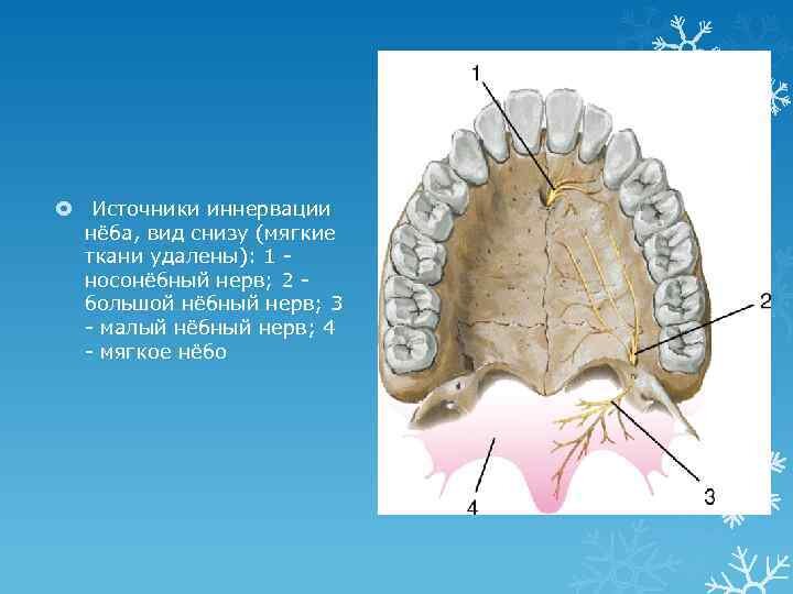 Стимуляция - надавливание языком на веточки нервов, отправляют сигналы в центральную нервную систему и вызывают различные рефлекторные реакции.