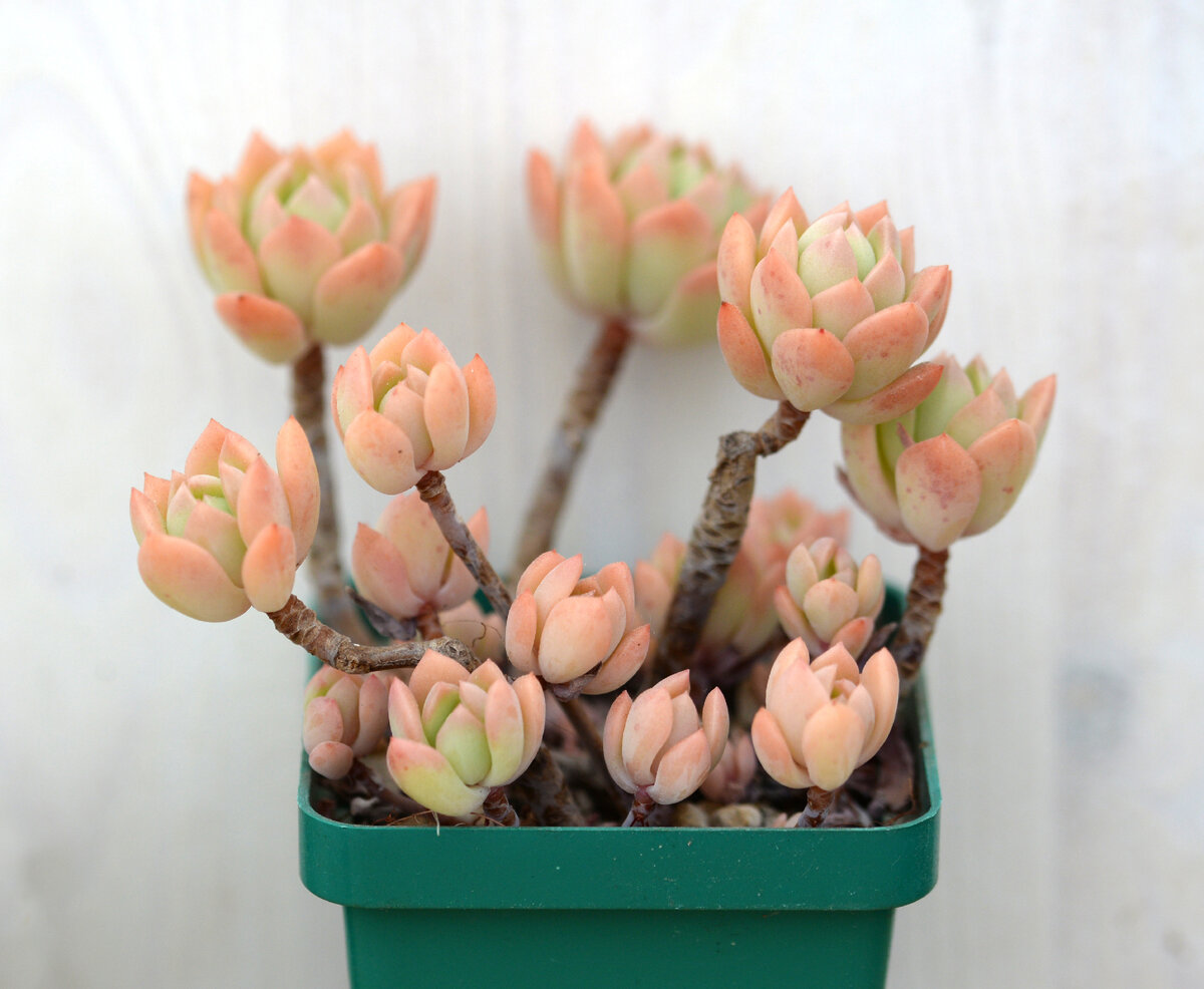 Показываю мои седеверии | Succulent life | Дзен