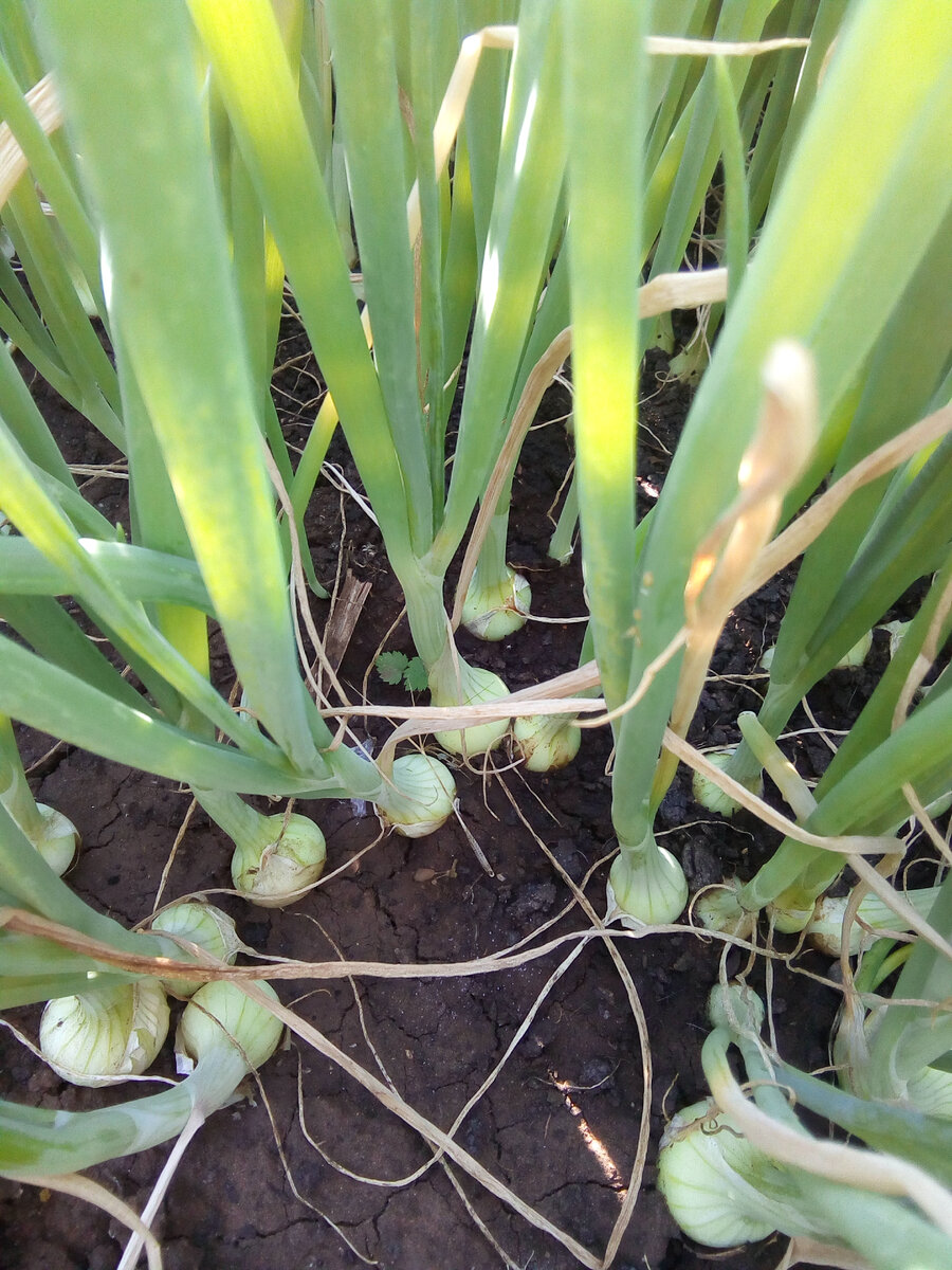 Луковички будущего севка
