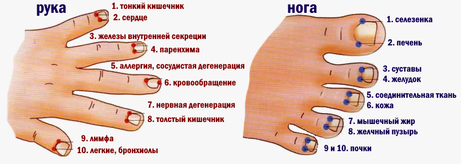 Кстати, что интересно пальцы ног также имеют такую особенность, просто с руками работать проще