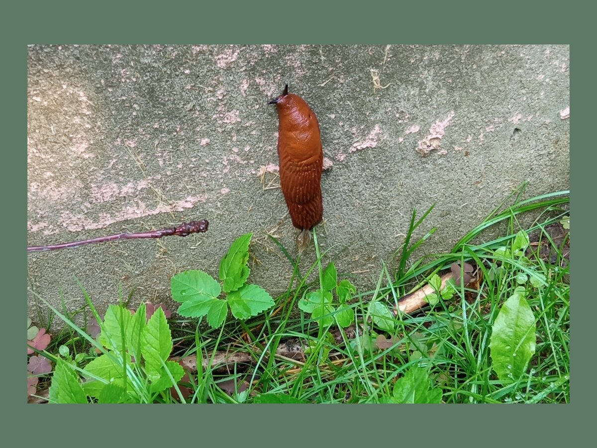 Рыжие слизни в подмосковье. Испанские слизни в подмосковье. Испанский придорожный слизень. Испанские слизни в подмосковье. В москве нашествие слизней испанских.