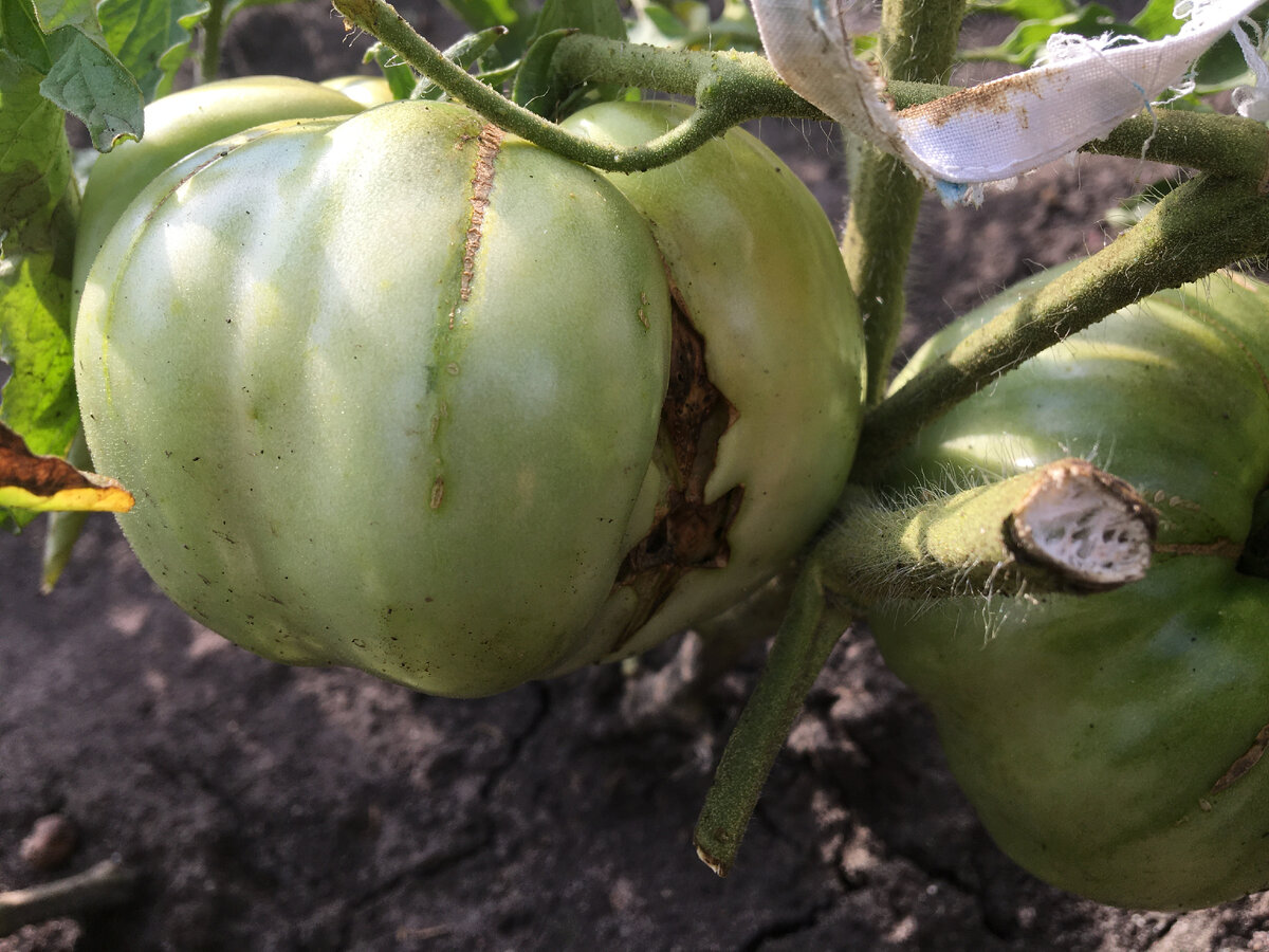 Листайте галерею, здесь полно треснутых помидоров