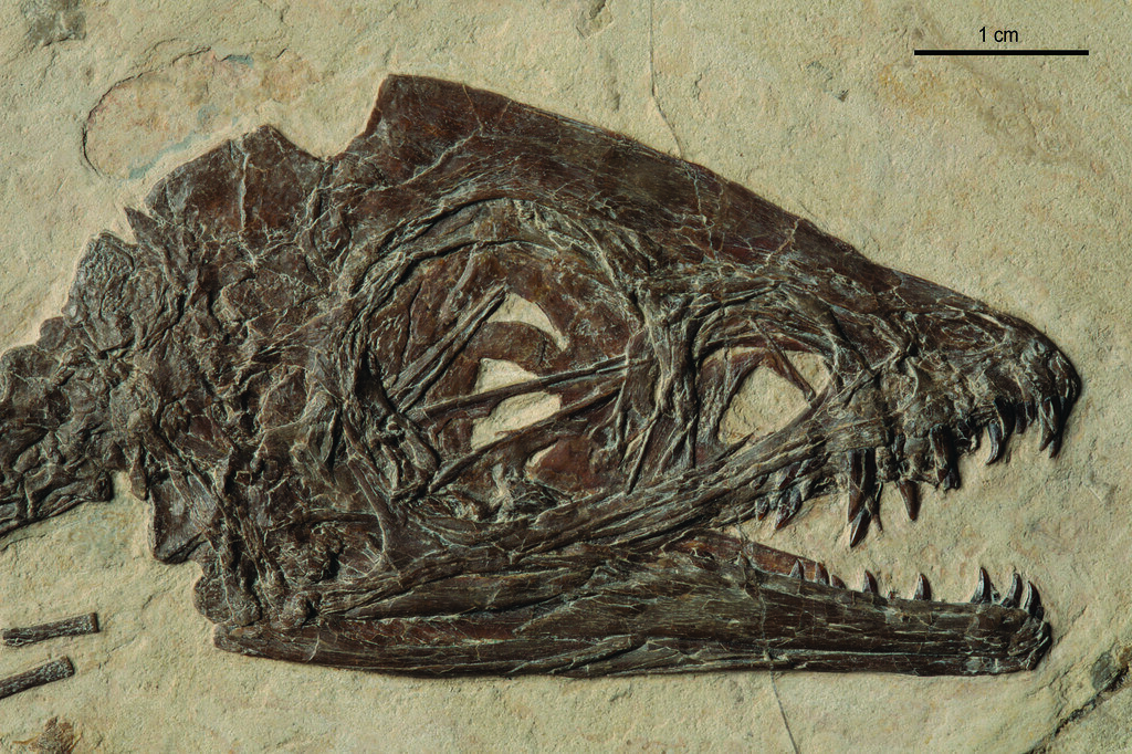 Сципионикс