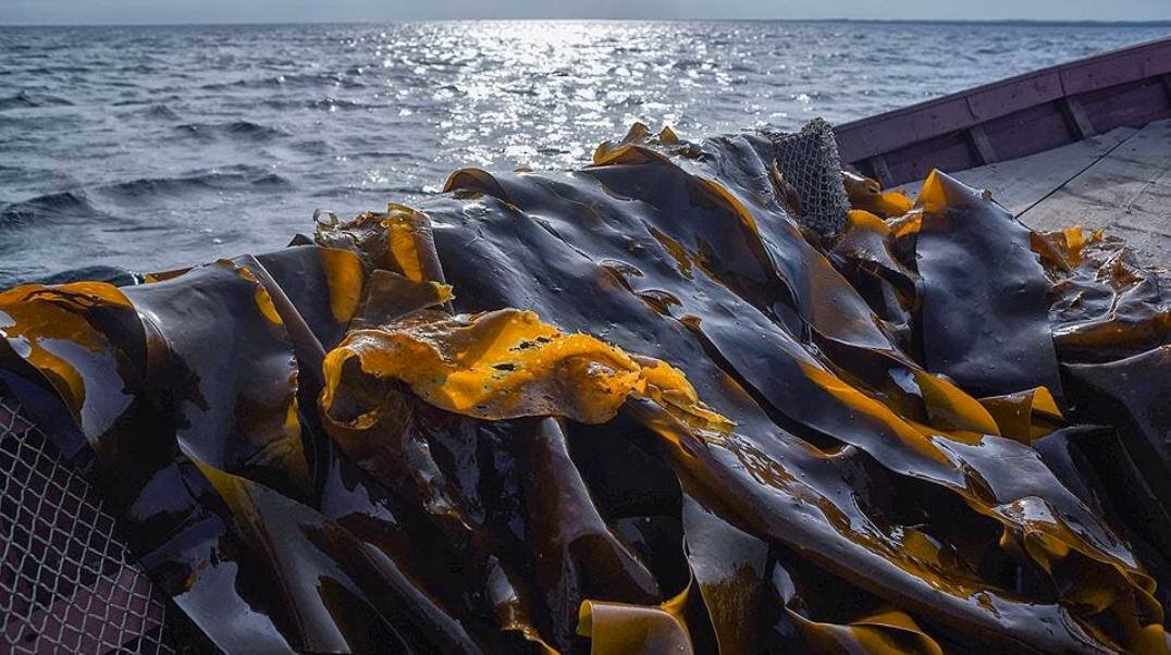 Собирать водоросли. Морская капуста в Баренцевом море. Ламинария водоросли Охотское море. Морская капуста ламинария. Морская капуста ламинария в море.