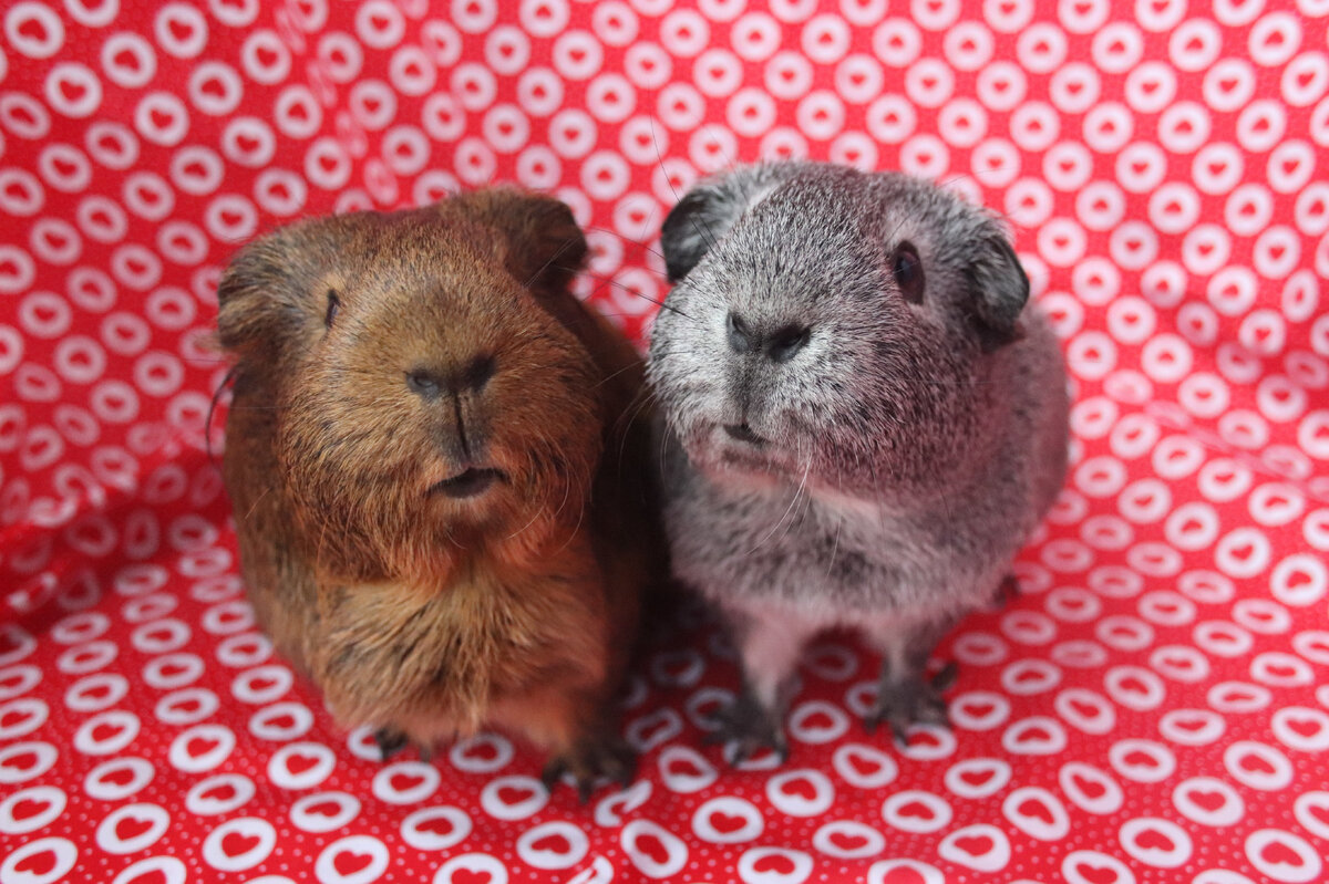     Зачем морским свинкам усы? Вы ни за что не догадаетесь!