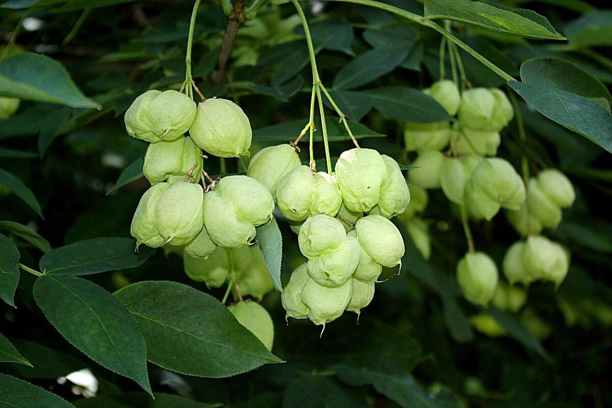 Джонджоли культивируется в Грузии. Занесён в Красную книгу. В квашениях его вкус напоминает каперсы