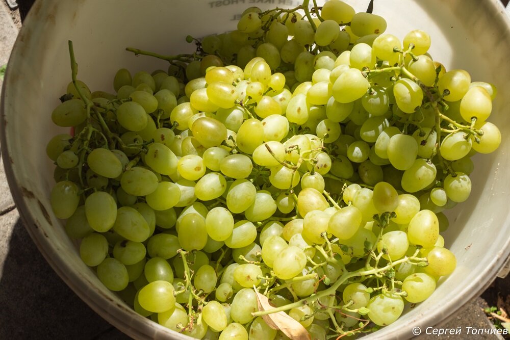 Собрали вот столько урожая