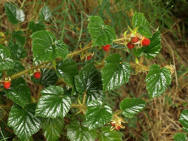 Rubus tricolor. Источник фото - https://goo.su/IdgEu3q