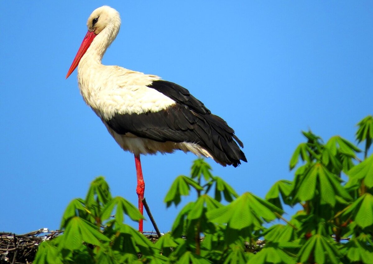 Аист. Фото из Яндекс картинки