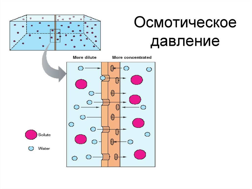 Осмотическое давление. Осмос в клетке схема. Осмотическое давление в клетках рисунок. Осмотическое давление клеток крови. Осмотиче кое давление..