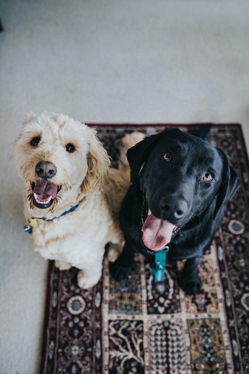 Отдых с собакой в Гребнево: непринужденная dog friendly атмосфера | Усадьба  Гребнево | Дзен