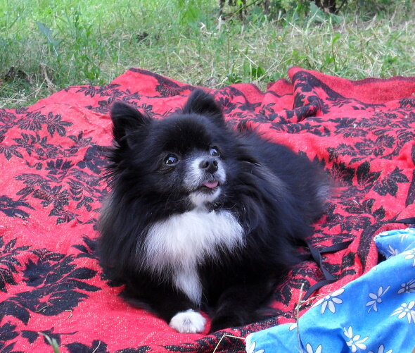 Шпицуля.рф: Как принять правильное решение: заводить собаку или нет