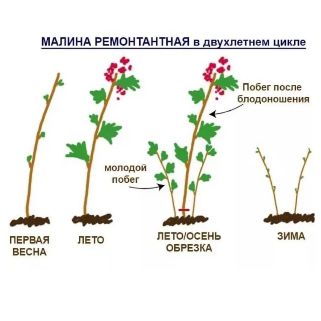 Когда вырезать малину после плодоношения. Обрезка ремонтантной малины весной схема. Схема обрезки ремонтантной малины. Схема обрезки ремонтантной малины весной. Обрезка ремонтантной малины осенью схема.