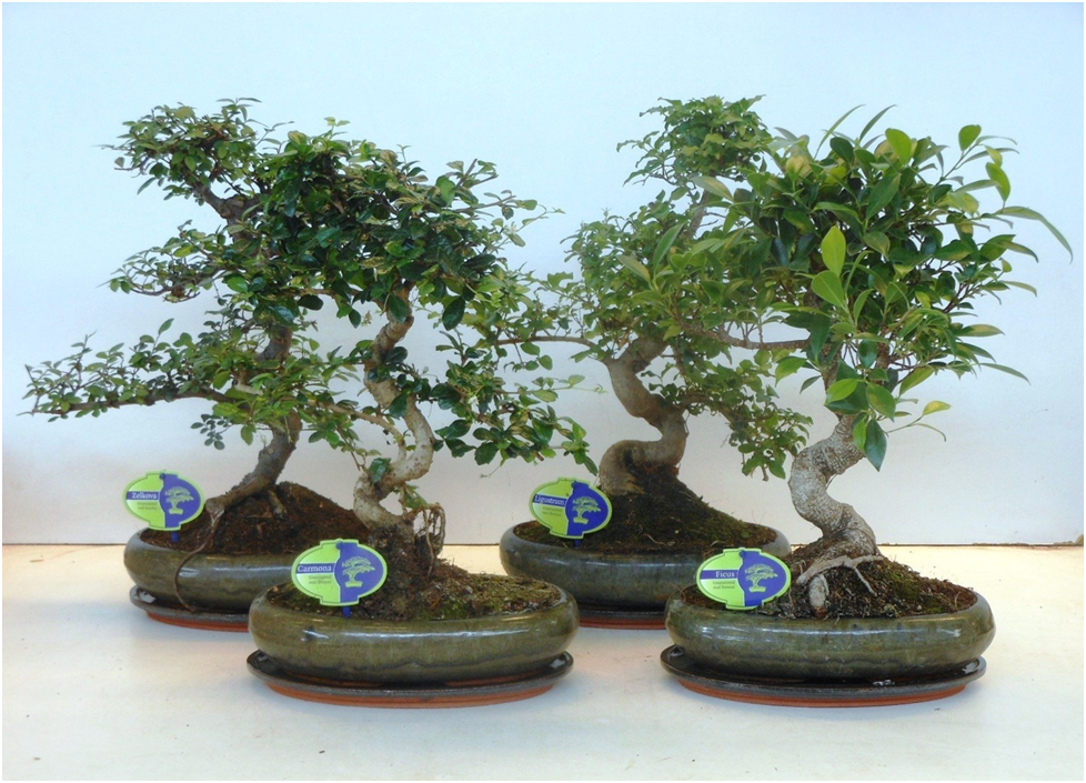 Источник: https://www.floraccess.com/ru/v/38736/lodder-bonsai-bv/-mix/