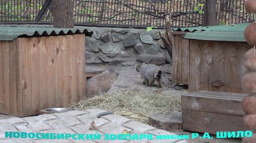 У манулов Мии с котятами новоселье. В вольере появилась третья будка. 07.10.2022