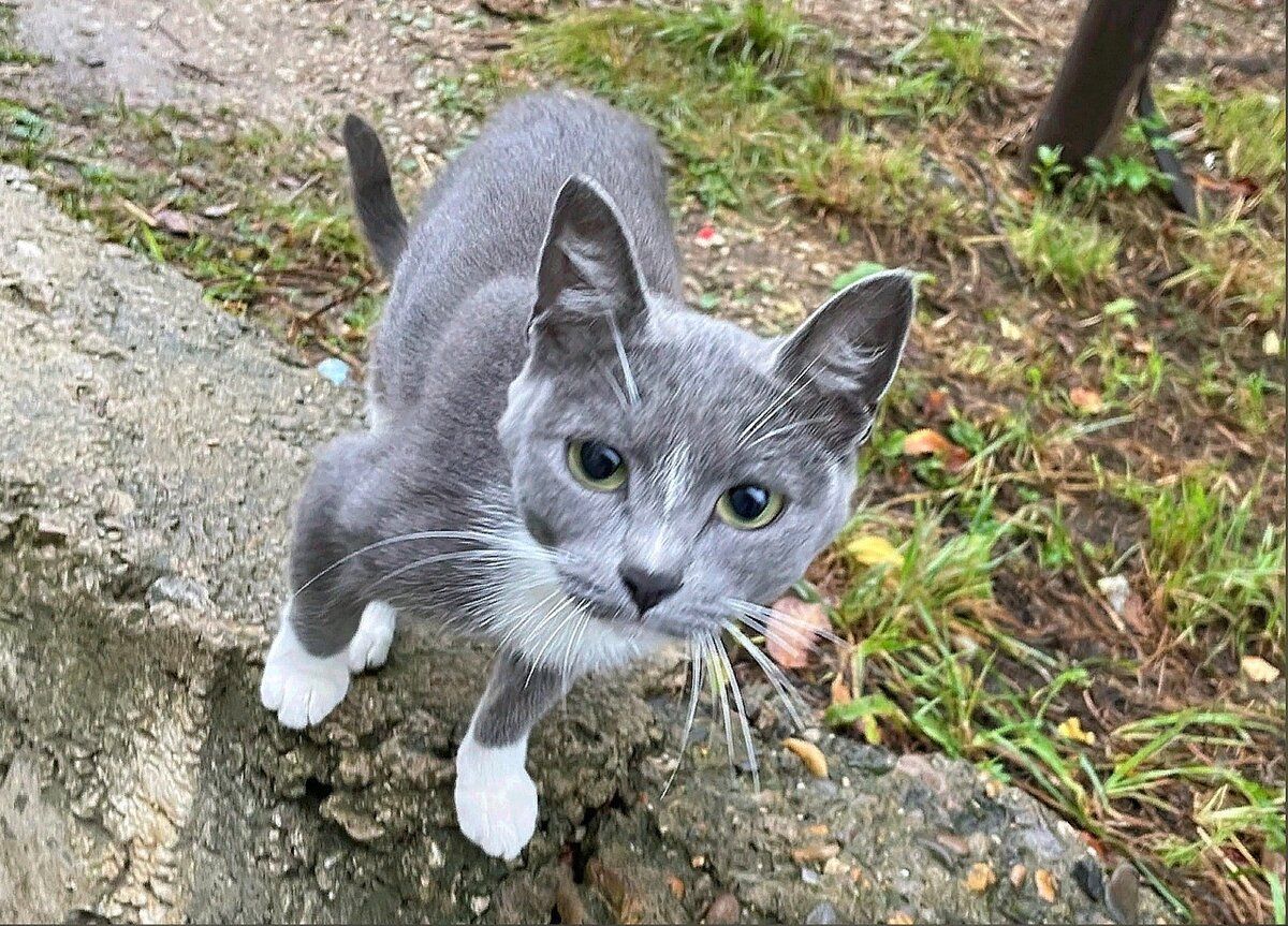 Уличный котенок Агата стоит на пороге счастья | КОТОСПАС Чусовой | Дзен