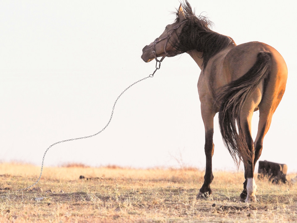 Волна несвободы…