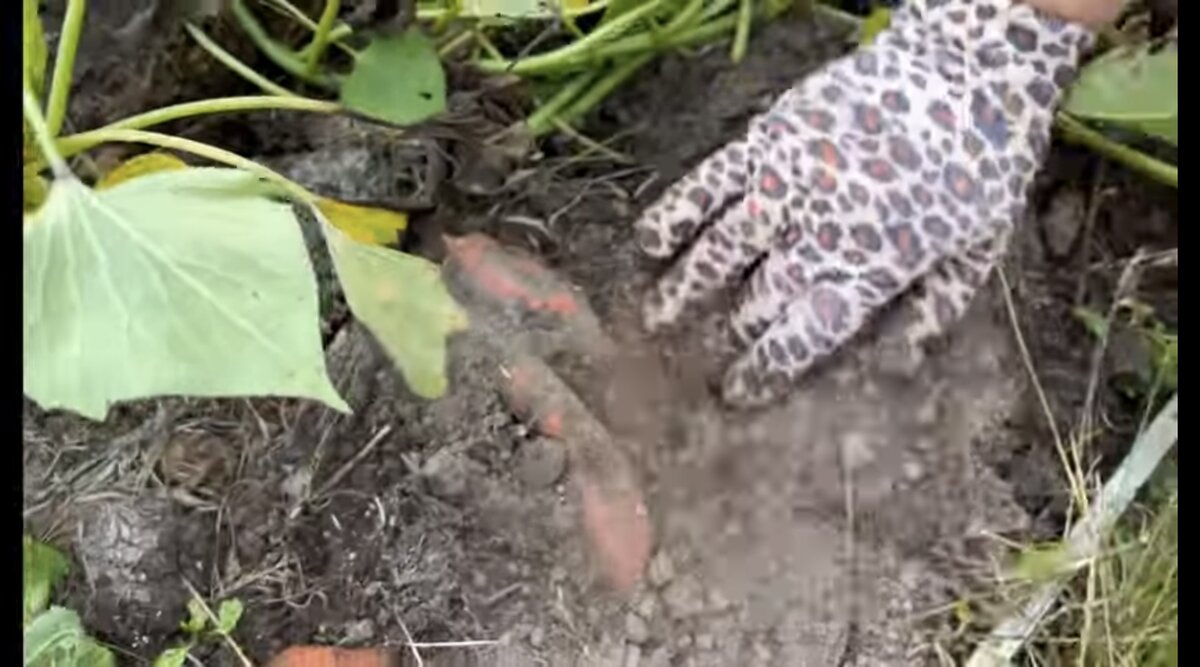 Фото Аллы Анискиной. Целый или уже 🍠?