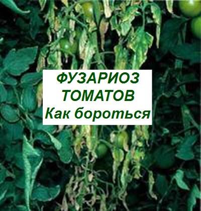 Фузариоз томатов фото описание и лечение Фузариоз томатов, как бороться Дачный клуб Дзен