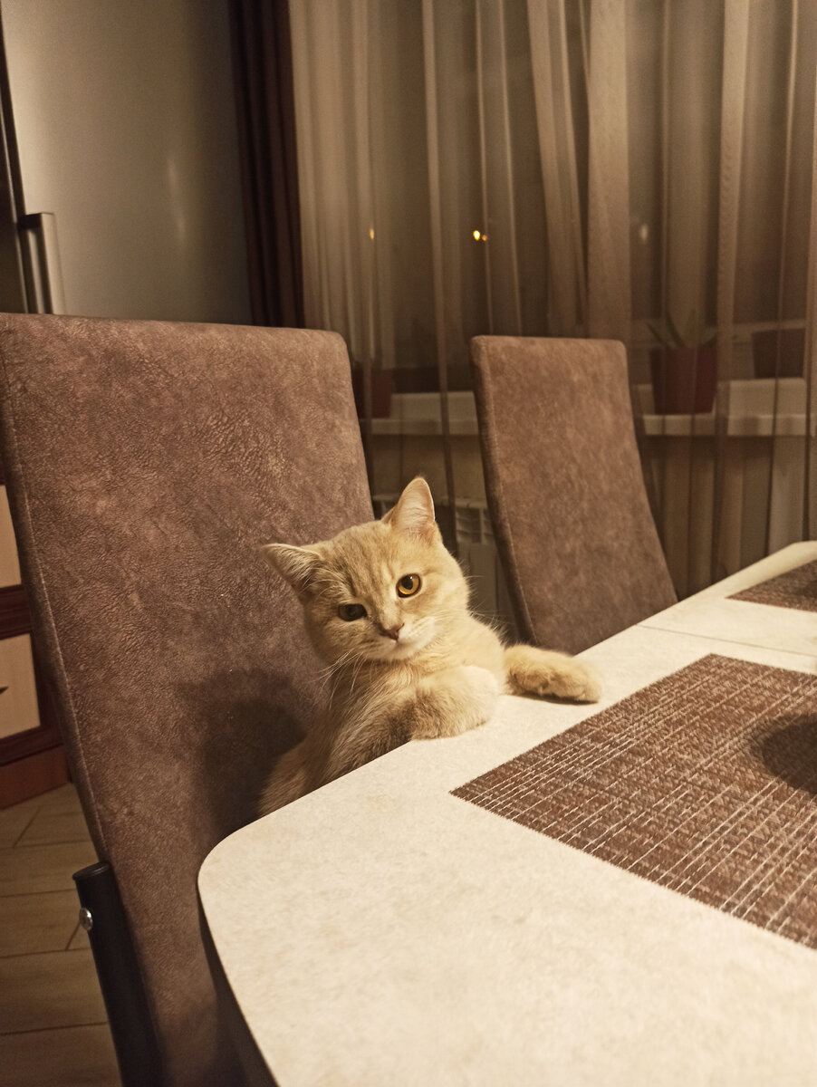 Наш котофей