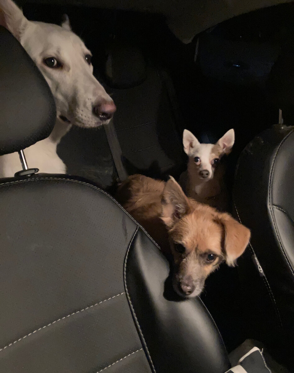 За все последнее время это мое любимое фото собак из серии "случайный Ренессанс" 😂 (фото мое)