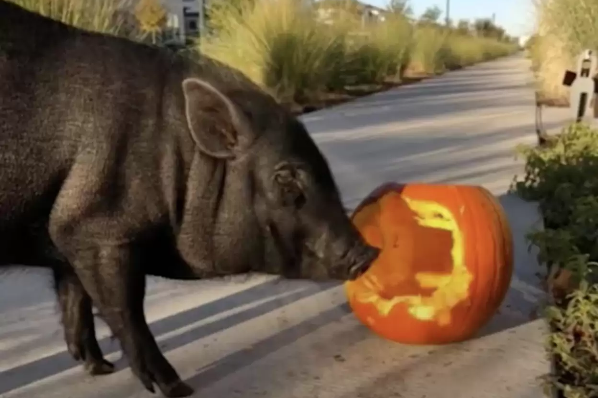     Хитрая свинка сбежала из дома, чтобы съесть все соседские тыквы к Хэллоуину
