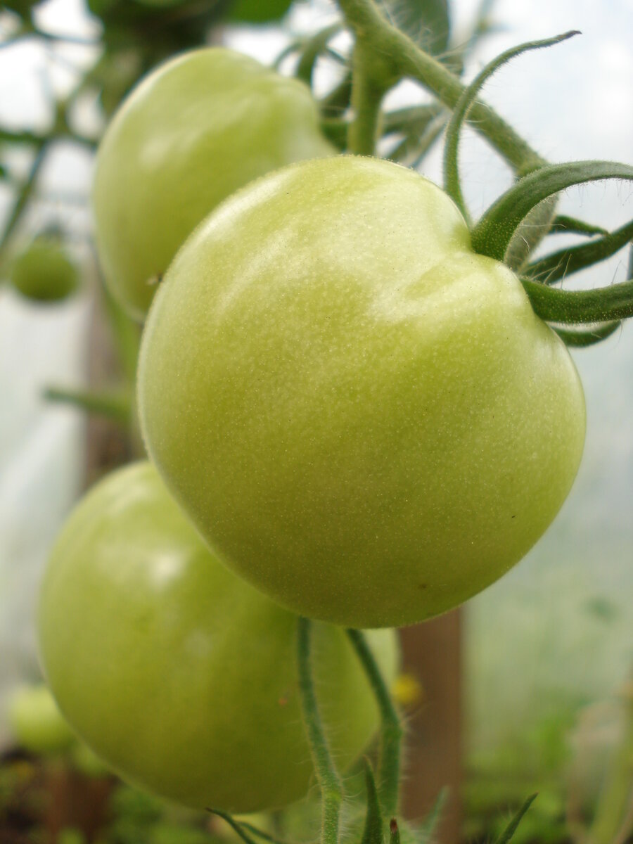 Помидоры зелёные. 