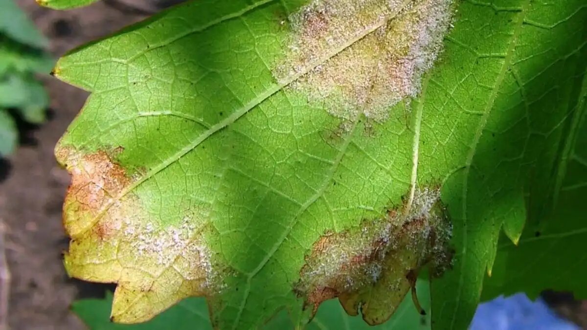 Мильдью лечение. Мильдью лечение. Виноградная мильдью антракноз. Мильдью лечение. Винограда милдью антракноз.