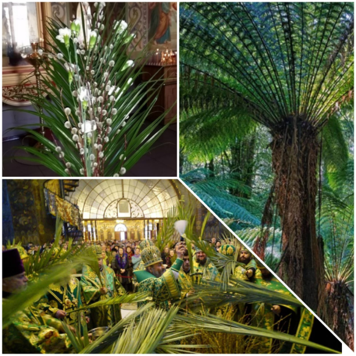 Пальмовые и папоротниковые листья. с сайта magnasledie.ru, rasfokus.ru