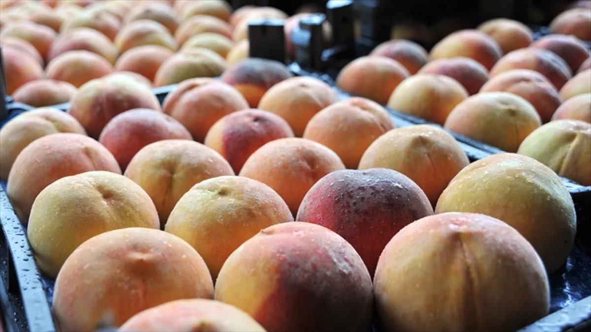 Пять персиков. Семь персиков. Персик репчатый. Раздаточный материал персик. Нектарин в 7 месяцев.