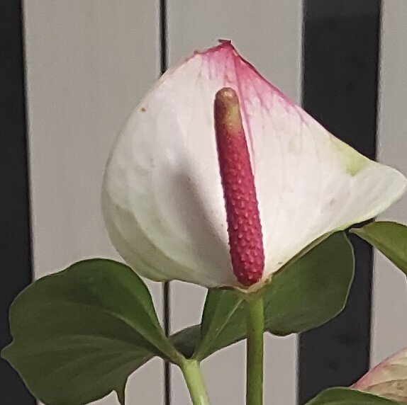 цветонос сорта принцесса Амалия (для обложки 😂)