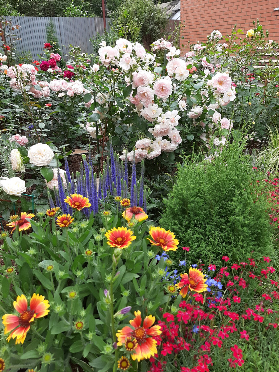 2020 год. Гайлардия (вымерзла) слева, гвоздика-травянка справа, вероника в центре, роза Lovely Meilland за вероникой (розу отдала соседке) 