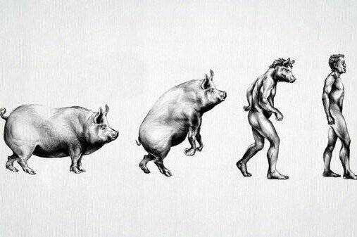    Существует утверждение, что генетически свинья ближе к человеку. Это миф или все-таки реальность?