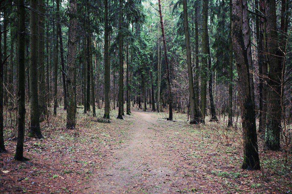     Белорусские леса скрывают еще немало тайн. Фото носил иллюстративный характер. Юлия Хвощ
