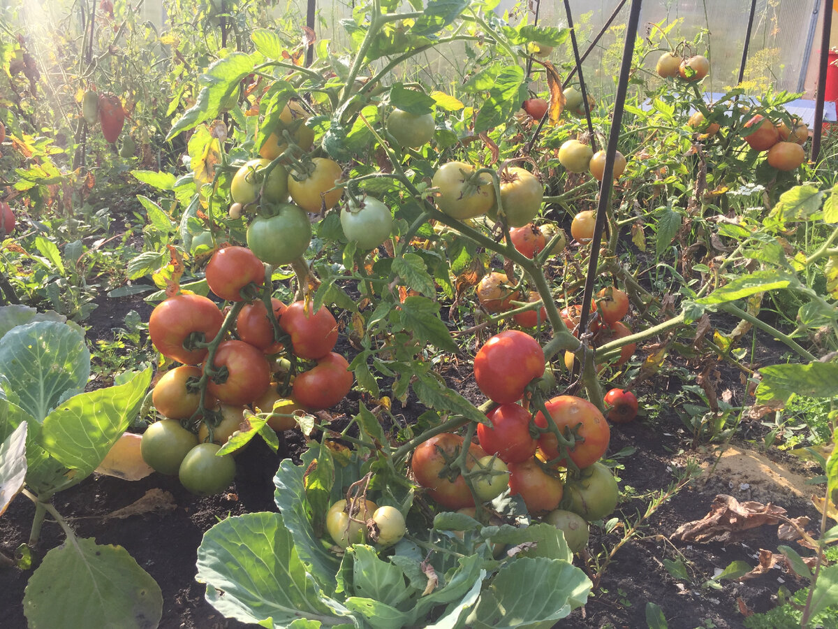 Участок каличей. По помидорам (сорт Богата хата) не скажешь, а вот капустке времени было маловато для взросления