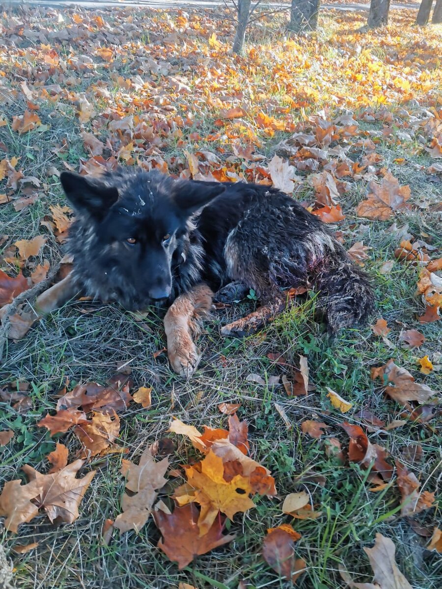 Такой ее нашли, всю в крови, не могла встать...