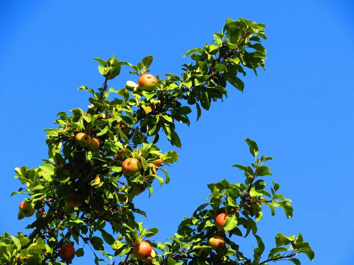 наманганские яблоки.