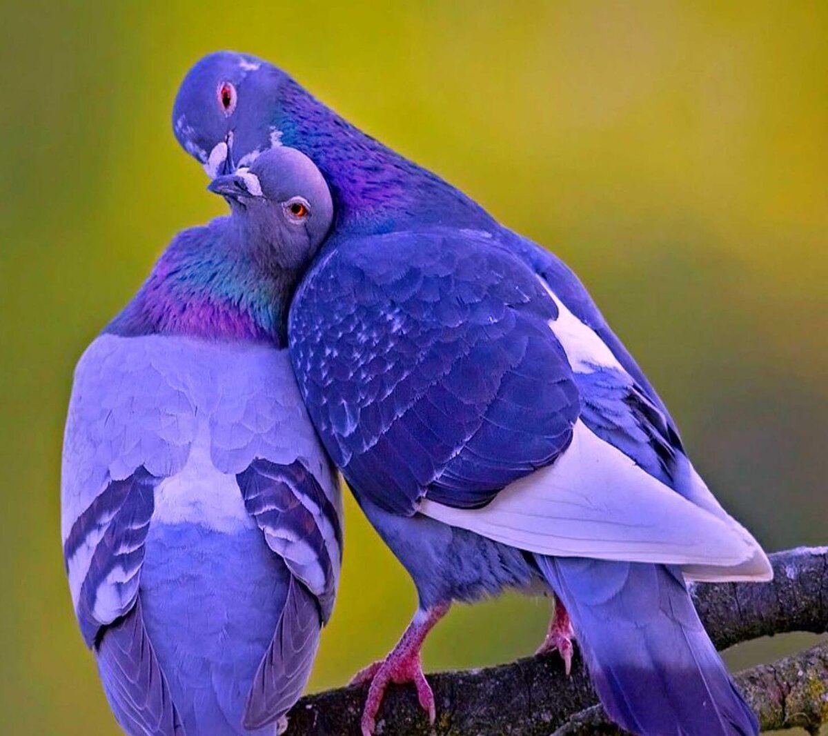 Парные птицы. Попугайный голубь. Красивые голуби. Разноцветные голуби. Яркие птицы.