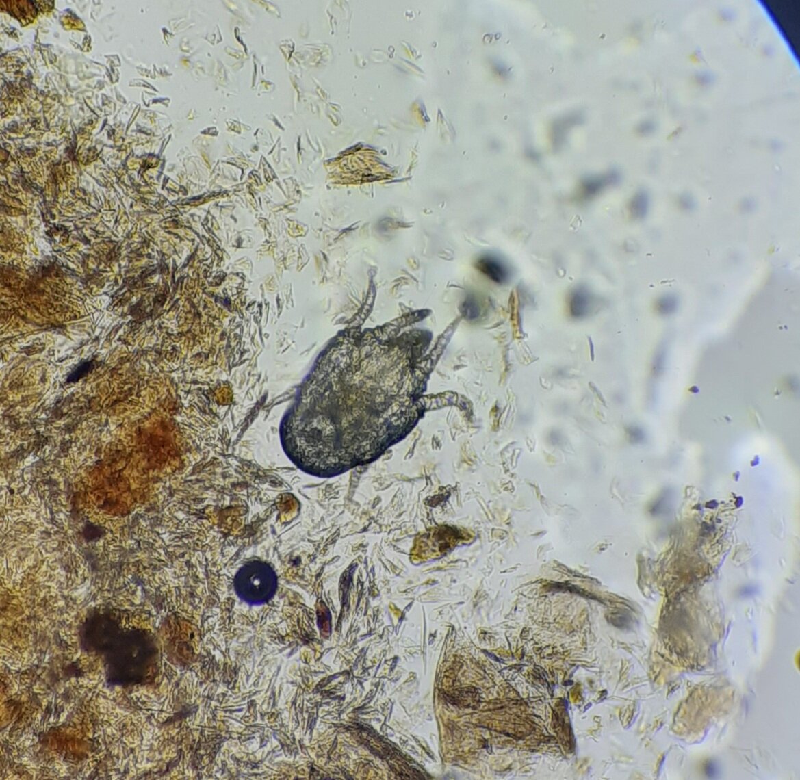 Клещ из уха Кузьмича. Этому песику я назначила капли на холку адвокат. И все. Отита у него небыло. 