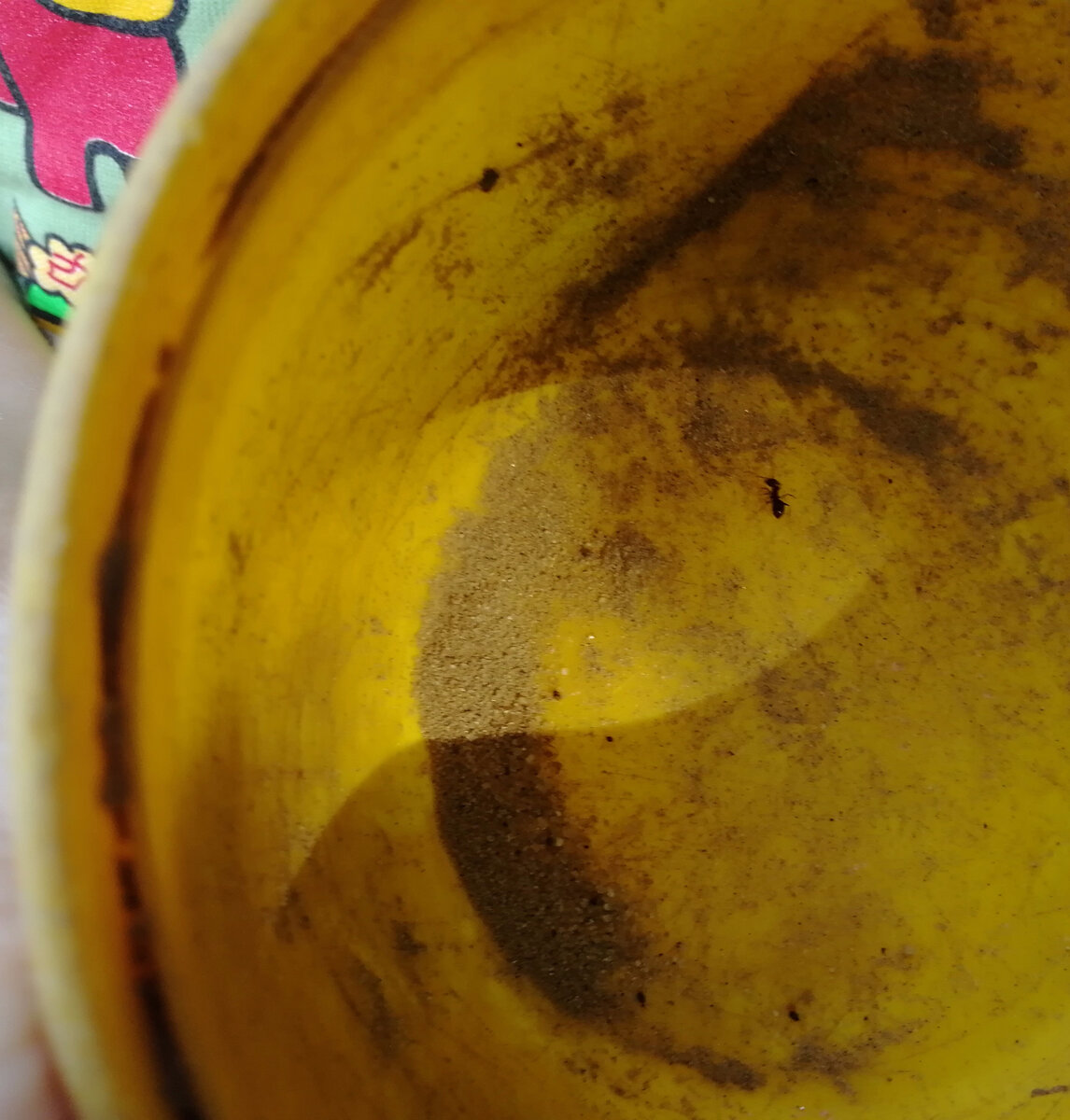 Муравей. Фото автора.