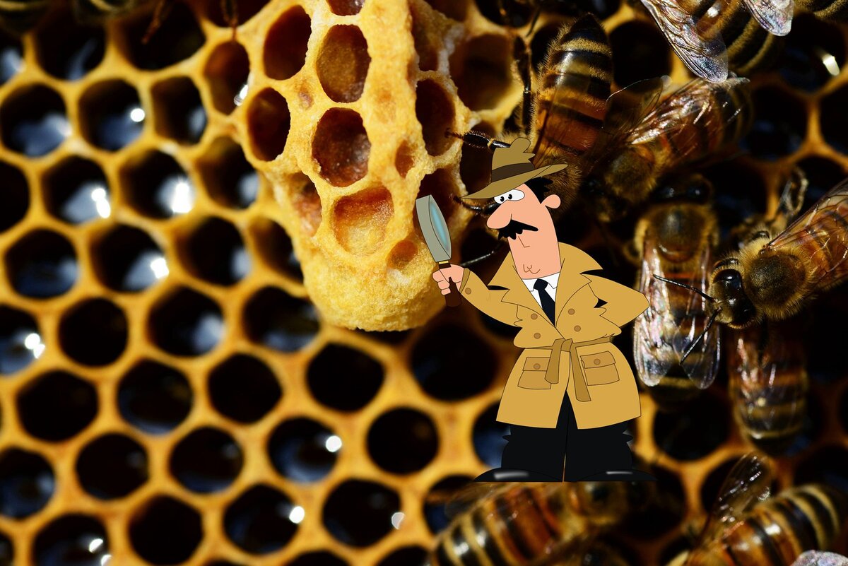 Про качество пчелиных маток