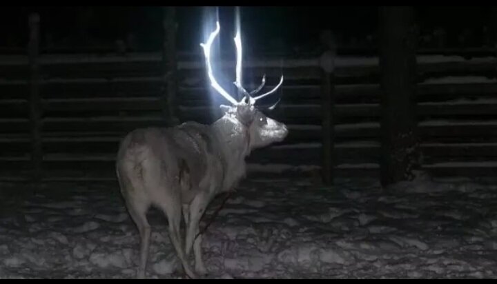 Животные бывают не только домашние или вкусные - они бывают удивительные, захватывающие и даже шокирующие. Приготовься узнать о мире животных то, что не рассказывает ни один учебник биологии! (Или рассказывал, но ты прогулял эти уроки