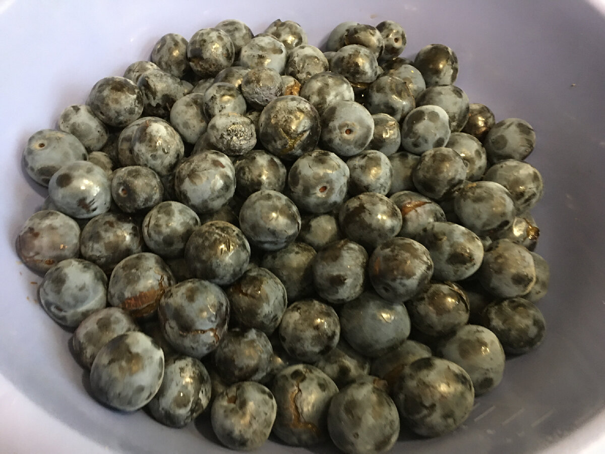 Слива сезонная спелая садовая 